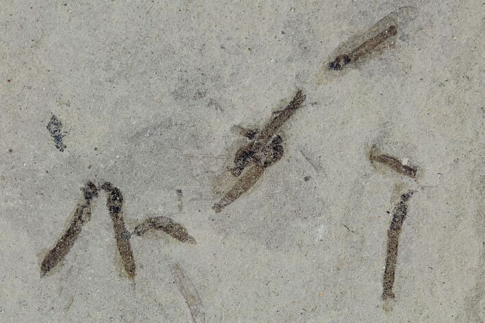 Fossil Crane Fly (Pronophlebia) Cluster- Green River Formation